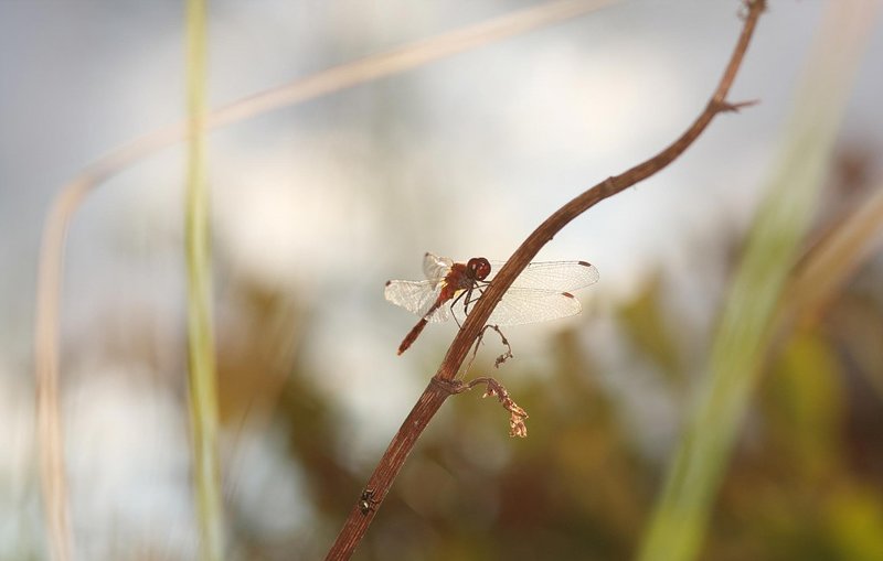 Фаина, 19 лет, 4 размер груди